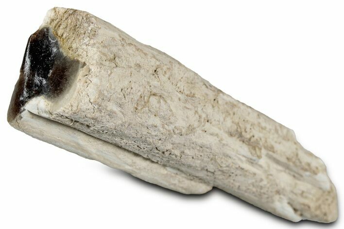 Petrified Wood Limb Section - Nevada #326699